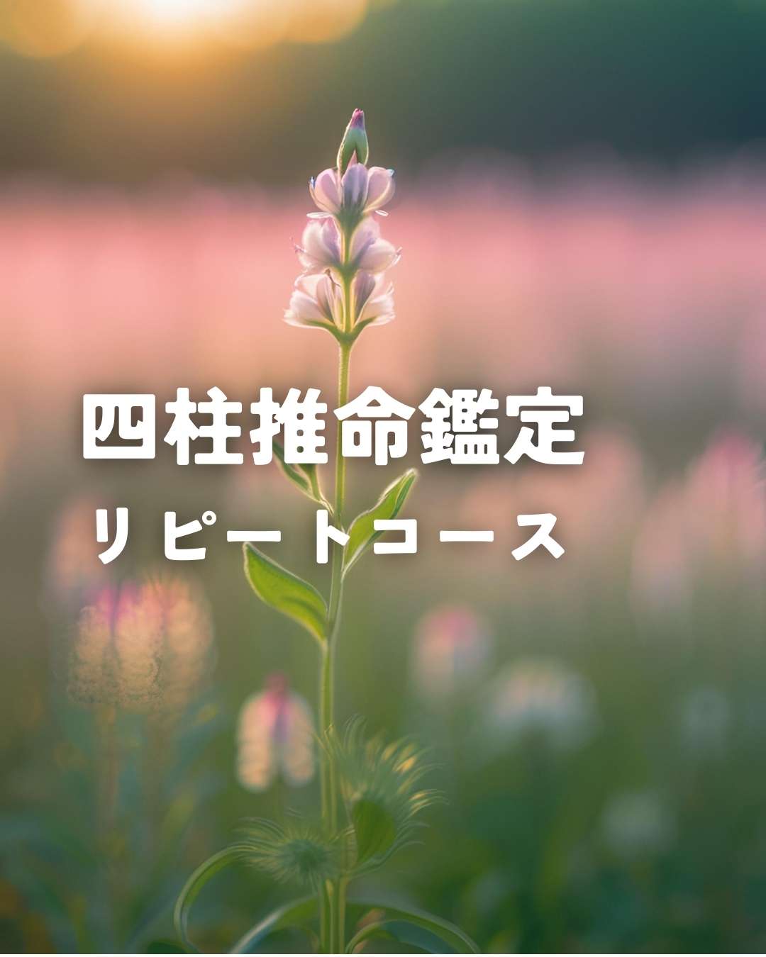 リピート鑑定（個人60分）